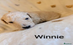 Standard Poodle dogs for sale: Standard poodles - Image 28