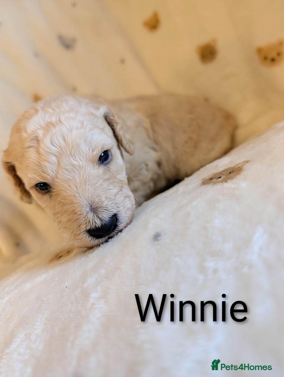 Standard Poodle dogs for sale: Standard poodles - Image 28