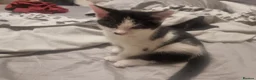 Mixed Breed cats for sale: Beautiful mixed kittens, very playful  - Advert 8