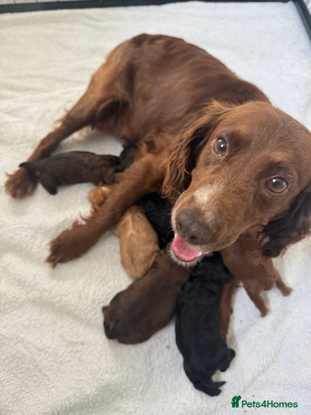 Cockapoo dogs for sale: Outstanding Cockapoos Fully Health Tested  - Image 4