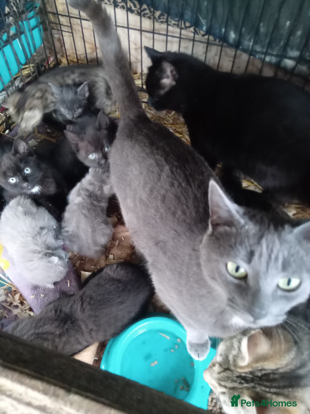 Mixed Breed cats for sale: RAGDOLL CROSSBREED KITTENS - Image 6