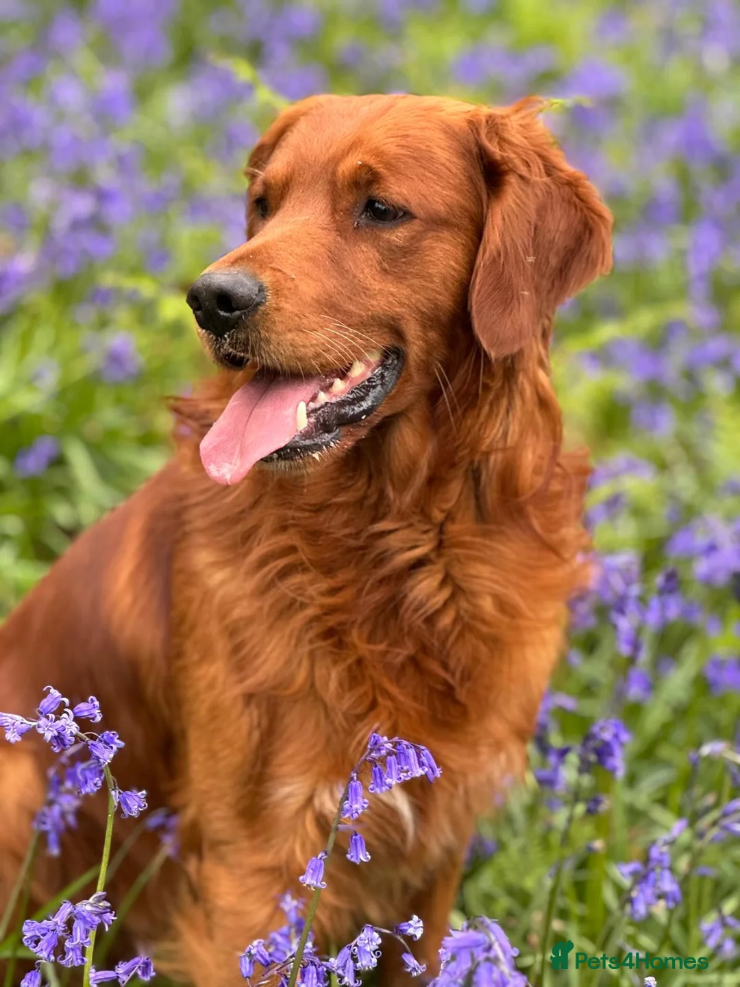 Golden Retriever dogs for stud: STUNNING RED STUD DOG, FULLY HEALTH TESTED in Bristol - Advert 2