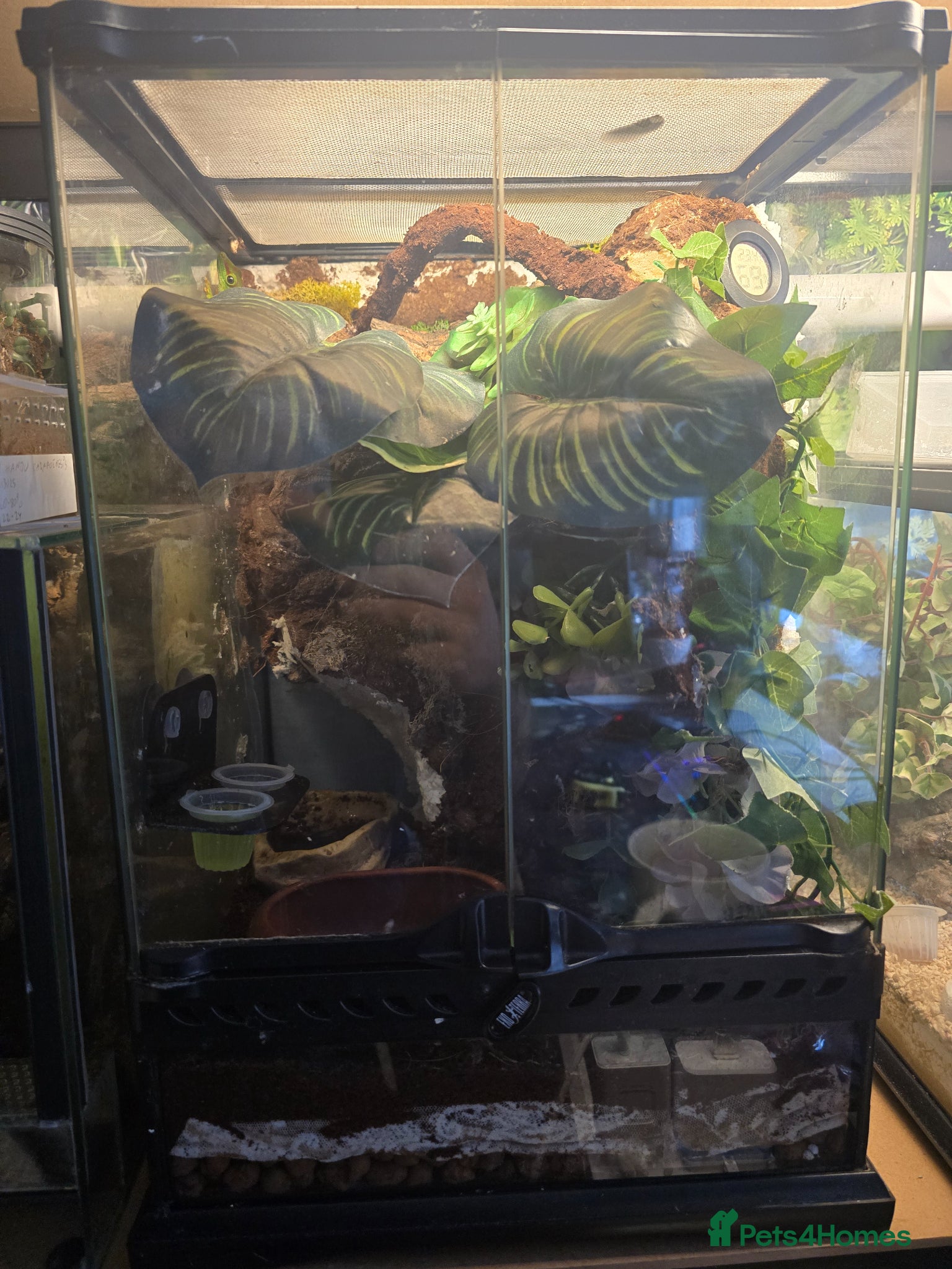 Mixed Breed reptiles for sale: Reptiles, Tarantulas & Enclosures for Sale in Bradford - Advert 11