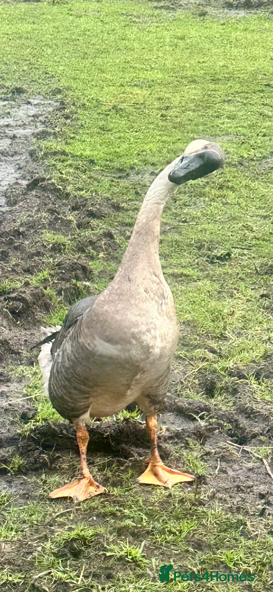 Geese poultry for sale: GEESE ! Chinese and emden - Advert 2