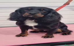 Cocker Spaniel dogs for sale: Cocker Spaniel Puppies for sale  - Advert 3