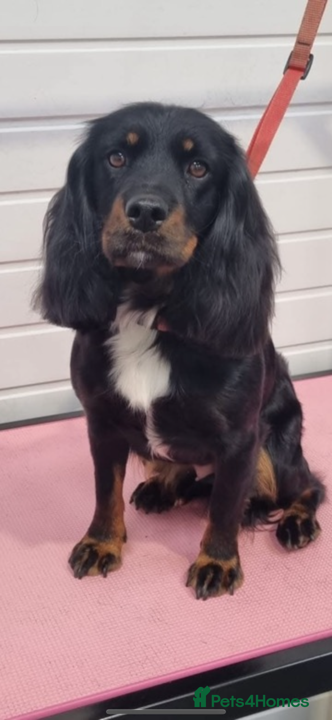 Cocker Spaniel dogs for sale: Cocker Spaniel Puppies for sale  - Advert 3