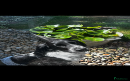 English Springer Spaniel dogs for sale: English Springer Spaniel Female - Image 7