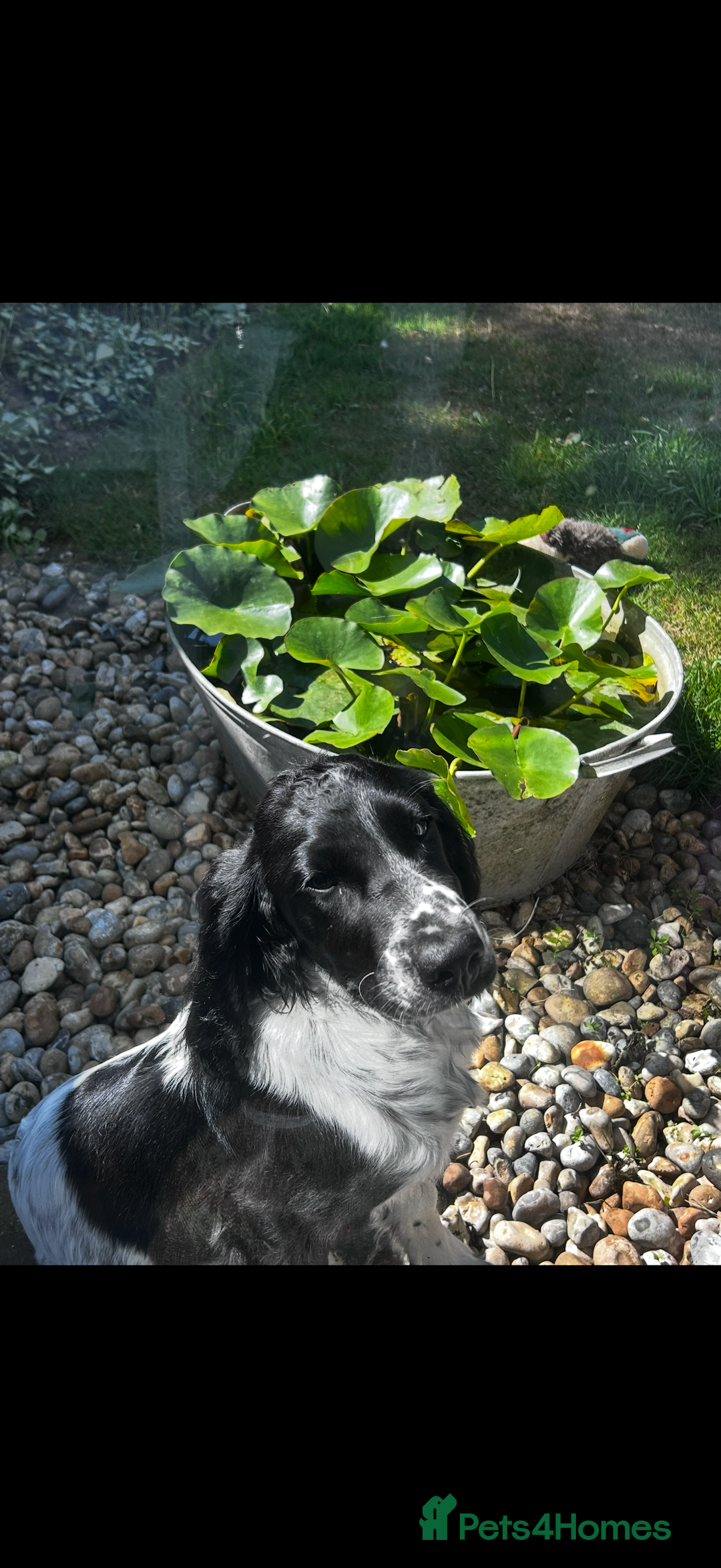 English Springer Spaniel dogs for sale: English Springer Spaniel Female - Image 7
