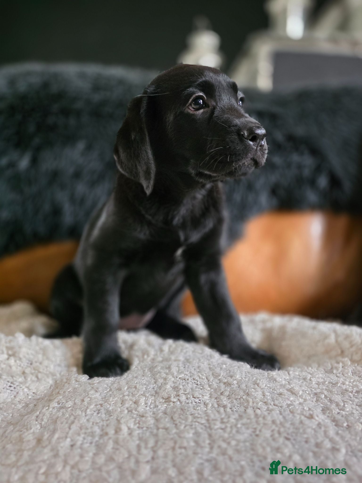 Labrador Retriever dogs High Quality Chunky Black Labrador Puppies - Advert 1