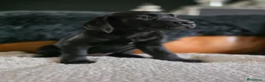 Labrador Retriever Puppy 2