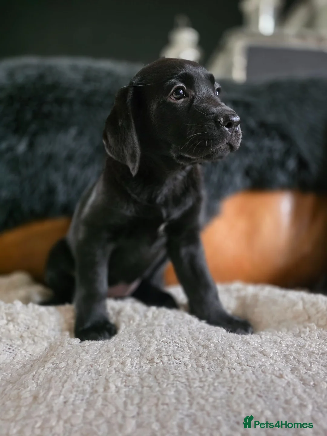 Labrador Retriever dogs for sale: High Quality Chunky Black Labrador Puppies - Advert 1