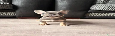 Dink