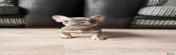French Bulldog dogs for sale: Beautiful French bulldog pups in Basildon - Advert 5