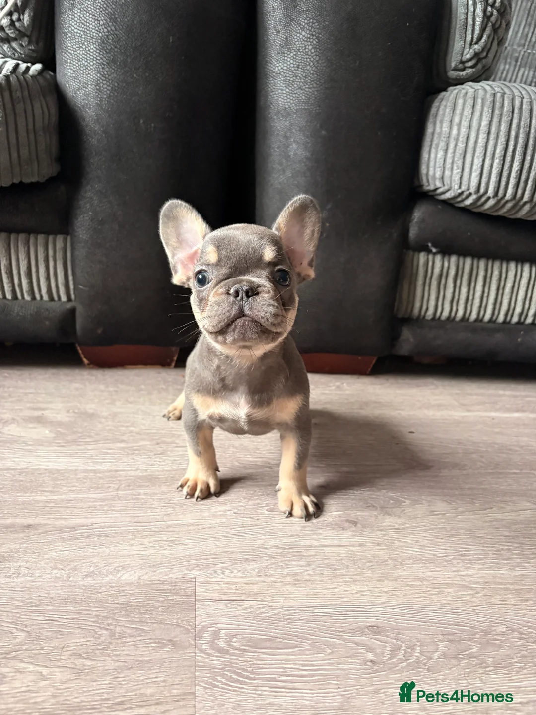 French Bulldog dogs for sale: Beautiful French bulldog pups in Basildon - Advert 5