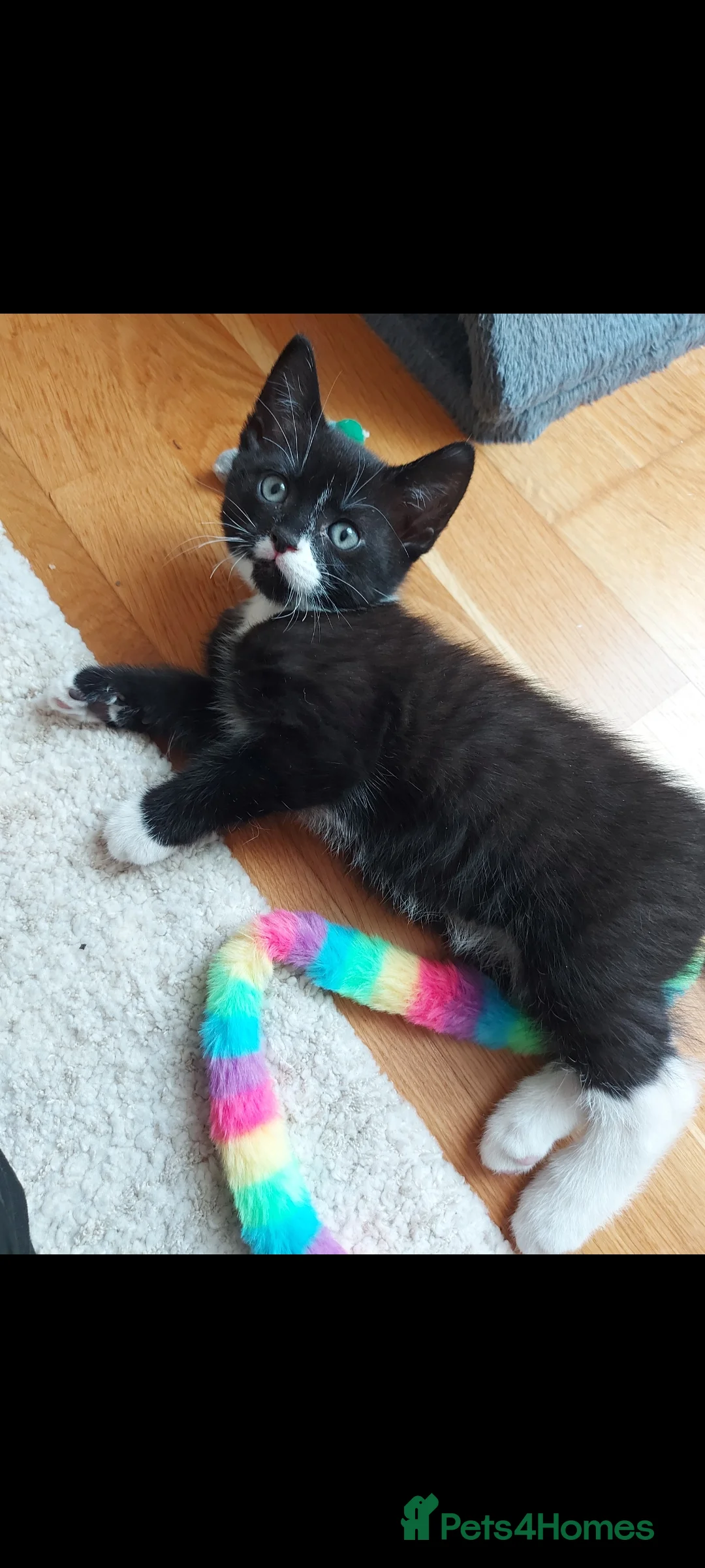 Mixed Breed cats for sale: 3 cute kittens for loving home - Advert 2