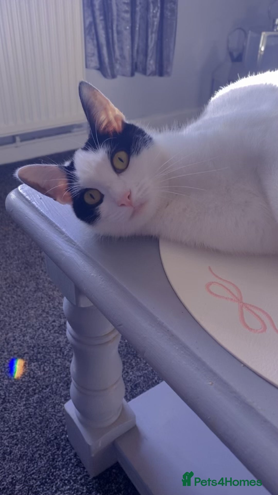 British Shorthair cats for sale: Two adult female cats  - Advert 5