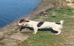 Jack Russell dogs for sale: Beautiful Jack Russell Litter - Image 4
