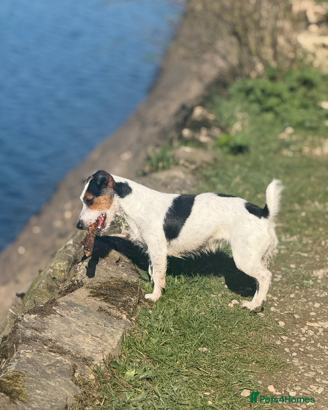 Jack Russell dogs for sale: Beautiful Jack Russell Litter - Image 4