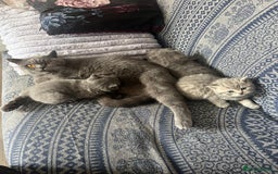 British Shorthair cats for sale: British shorthair kittens  - Image 7