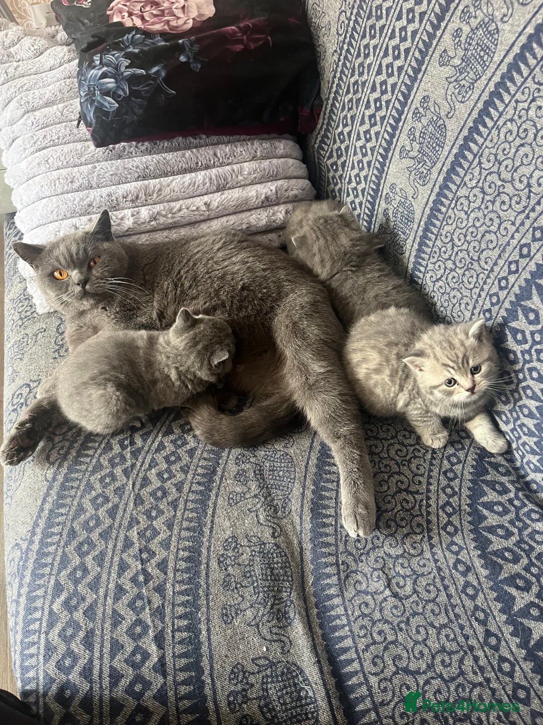 British Shorthair cats for sale: British shorthair kittens  - Image 7