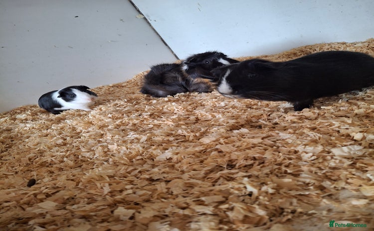 Guinea Pig rodents - Advert 3