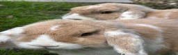 Mini Lop rabbits for sale: Two female mini lops in Pontyclun - Advert 4