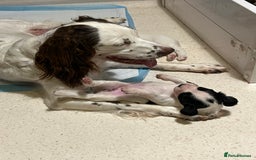 English Springer Spaniel dogs for sale: Beautiful springer spaniel puppies - Image 7
