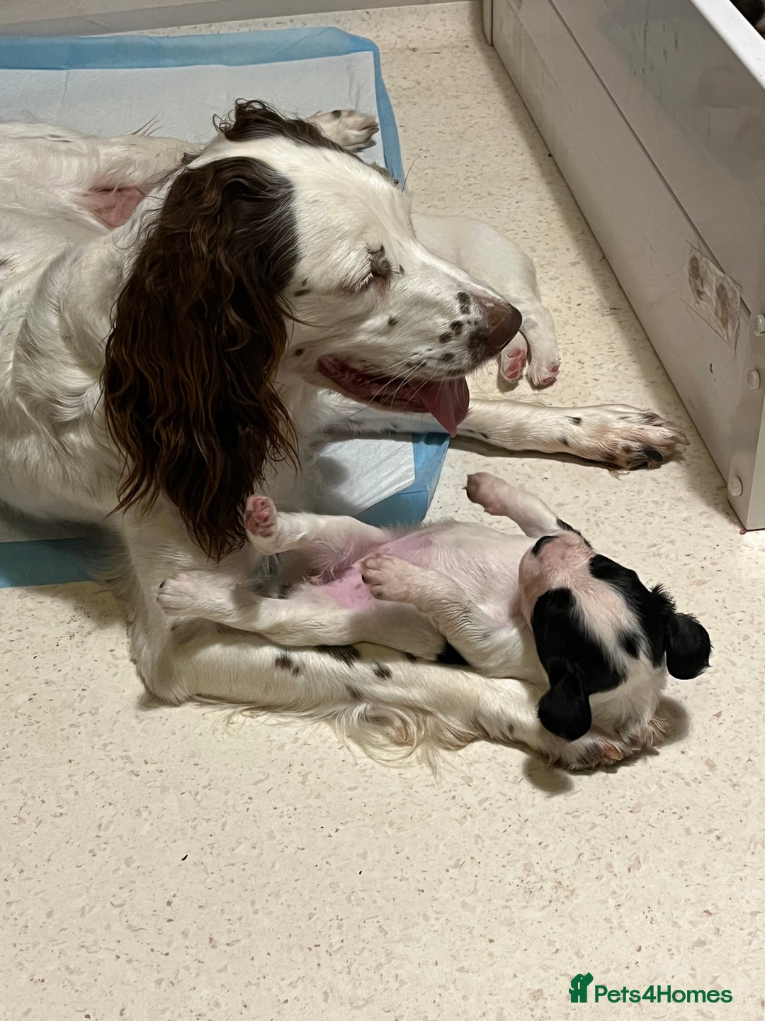 English Springer Spaniel dogs for sale: Beautiful springer spaniel puppies - Image 7