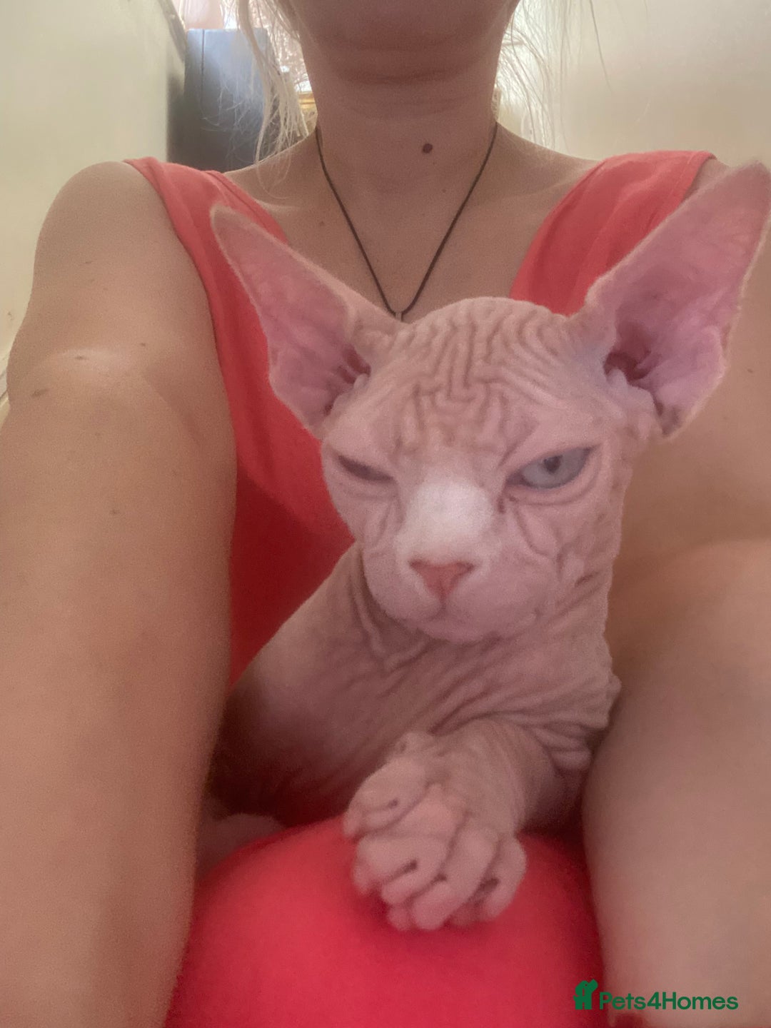 Sphynx cats for sale:  Sphynx kittens are looking for a loving  home. - Image 12