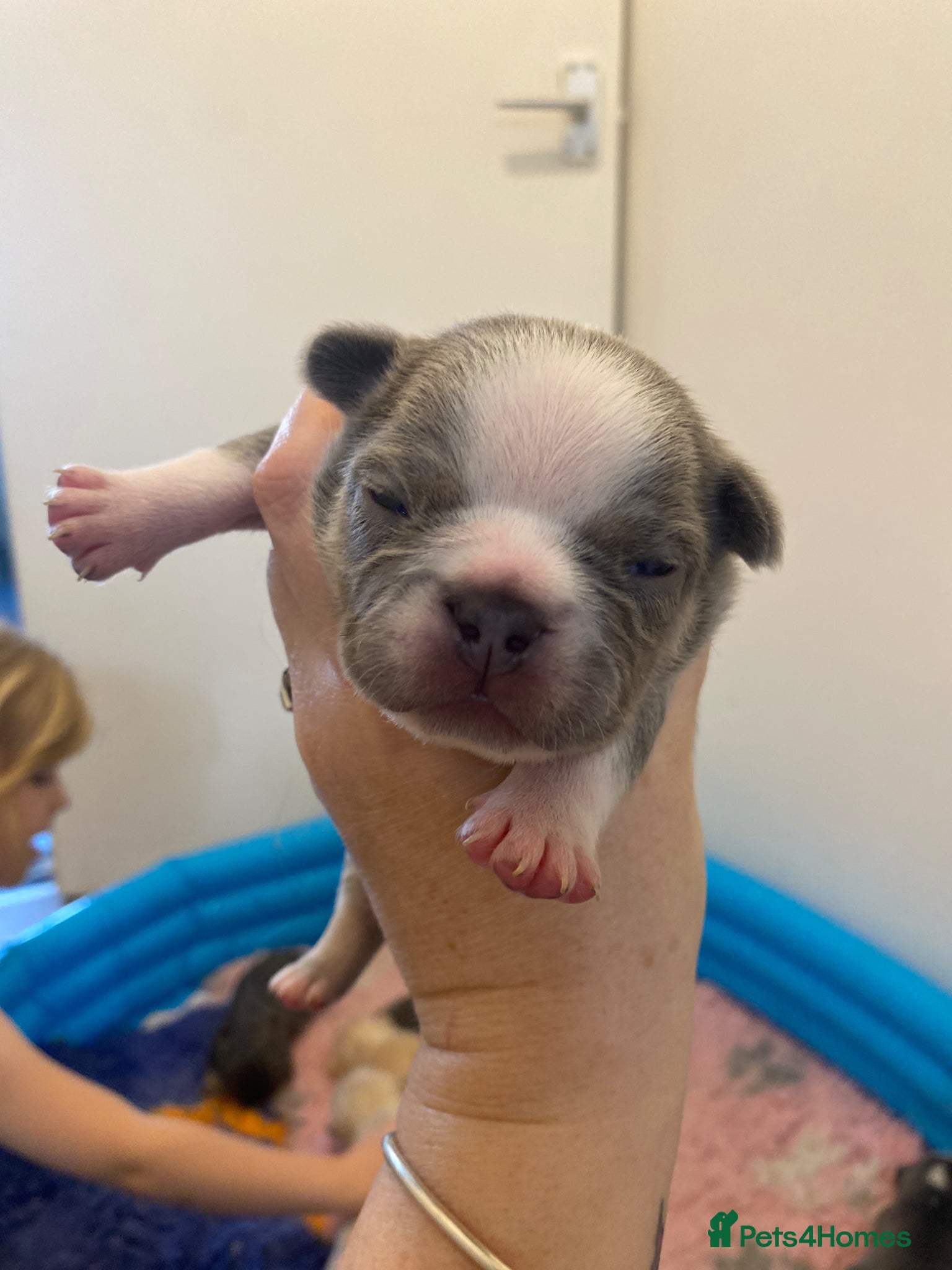 French Bulldog dogs for sale: Beautiful Mixed colours Fluffy Frenchie Pups - Advert 5