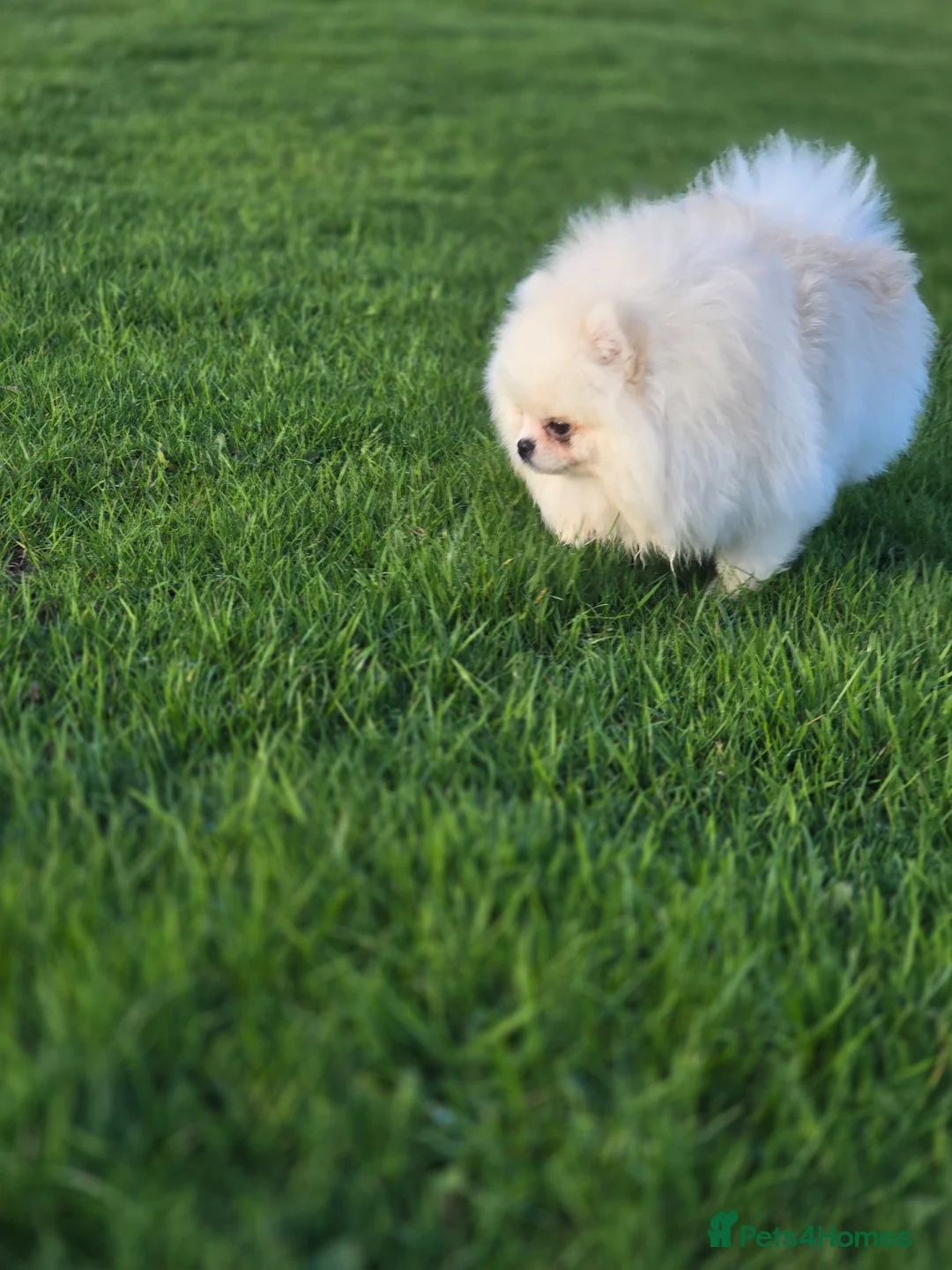 Pomeranian dogs for stud: 🌟 PREMIUM STUD SERVICE: "KIMCHI" 🌟 - Advert 13