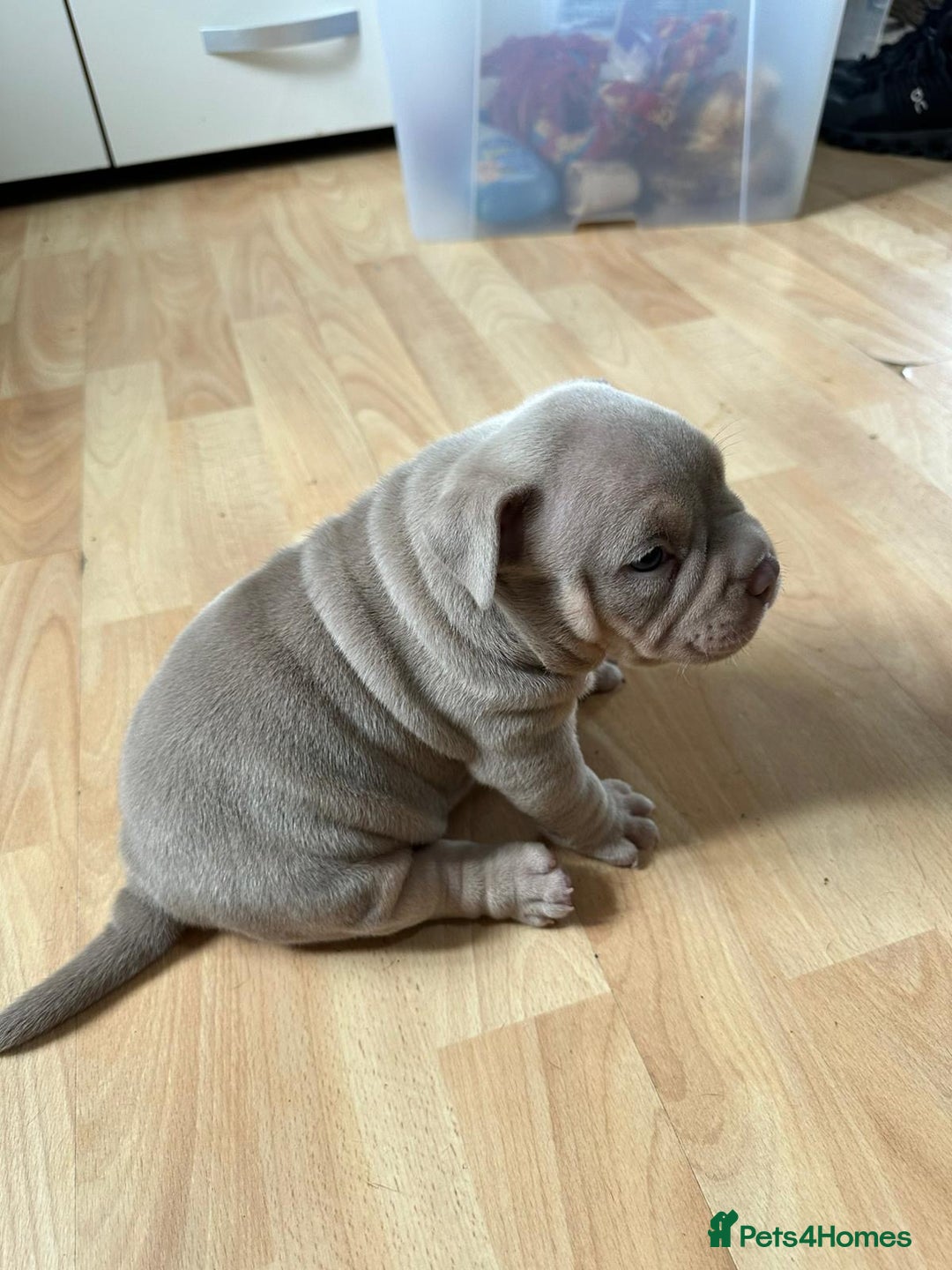 American Bully dogs for sale: American pocket bully pups for sale top Quality  - Image 8