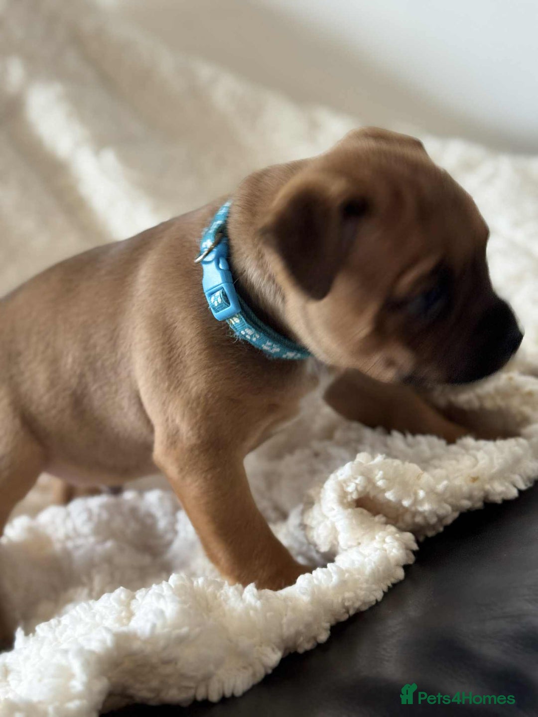 Staffordshire Bull Terrier dogs for sale: Kc registered Staffordshire bull terriers - Advert 32