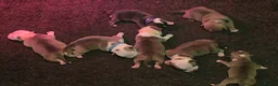American Bully dogs for sale: Muscletone Bloodline American Bully Puppies - Advert 6