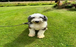 Old English Sheepdog dogs for sale: Old English Sheepdog  - Image 4