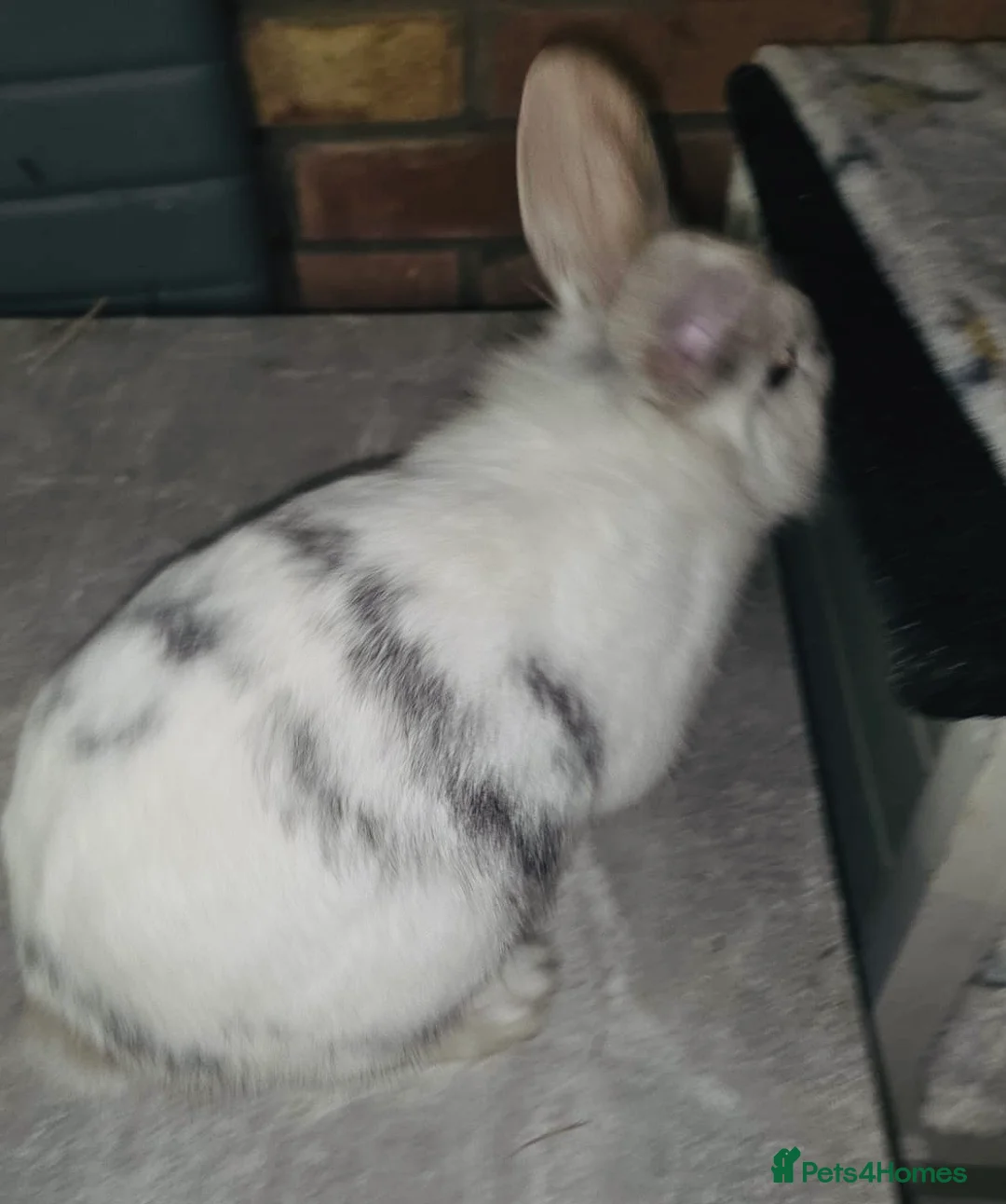 Mixed Breed rabbits for sale: Mini lop x Netherlands dwarf bunnies  in Hull - Advert 4