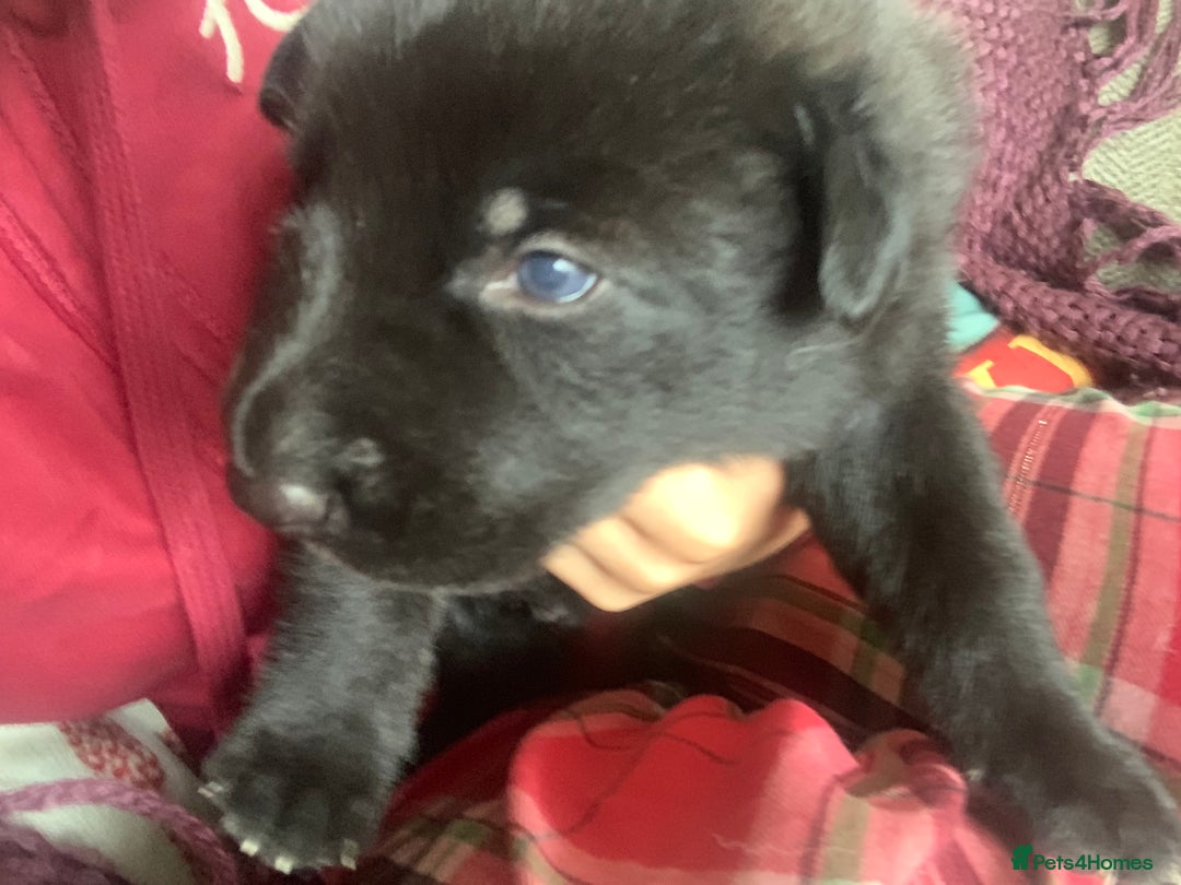 Mixed Breed dogs for sale: Labrador x German Shepard puppies - Image 6