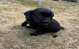 Labrador Retriever dogs for sale: Labrador puppies  - Image 12