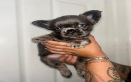 French Bulldog dogs for sale: Full Fluffy KC French bulldog Pupps 2 boys 1 girl  - Image 12