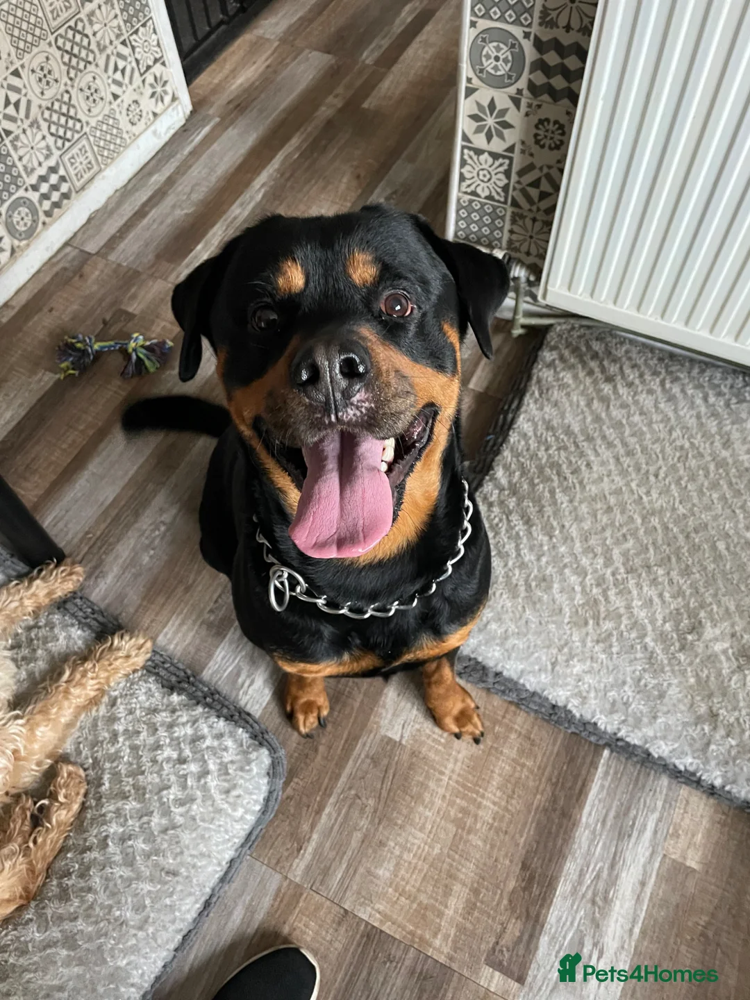 Rottweiler dogs for sale: Rottweiler Male - Advert 1