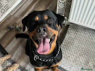 Rottweiler dogs Rottweiler Male - Advert 16