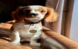 Cavalier King Charles Spaniel dogs for sale: Kc Cavalier King Charles Spaniel pups DNA tested  - Image 20