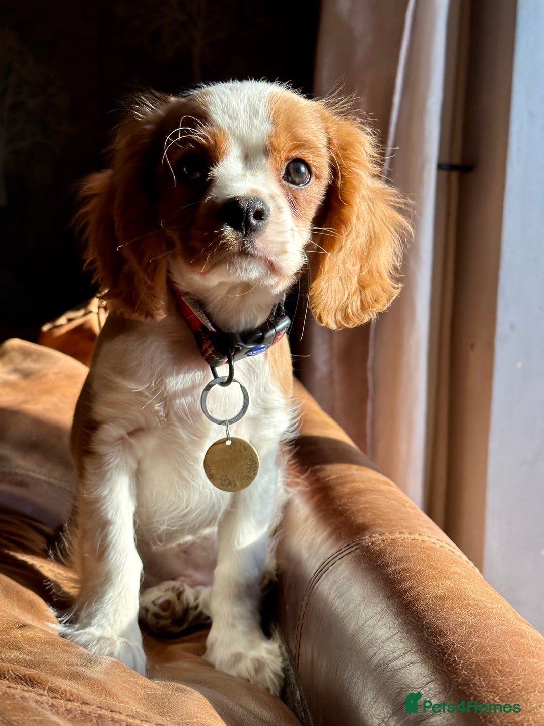 Cavalier King Charles Spaniel dogs for sale: Kc Cavalier King Charles Spaniel pups DNA tested  - Image 20