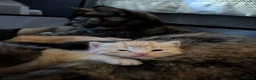 Mixed Breed cats for sale: Adorable Kittens Looking for Their Forever Homes - Advert 4