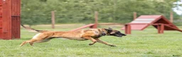 Belgian Shepherd Dog dogs for sale: KNPV BELGIAN MALINOIS SLEECKX in Stafford - Advert 6