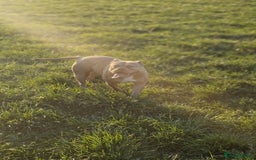 American Bully dogs for sale: Pocket bully - Image 2