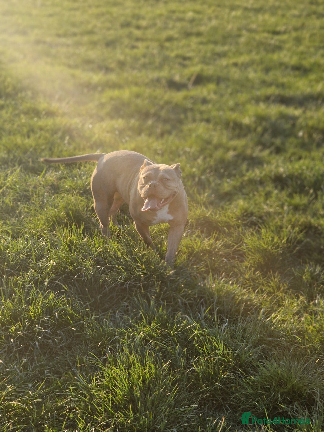 American Bully dogs for sale: Pocket bully - Image 2