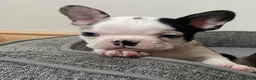 Mixed Breed dogs for sale: Frenchton’s . Boston X frenchie. - Advert 5