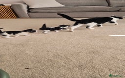 Mixed Breed cats for sale: Adorable Black & White Kittens - Image 1