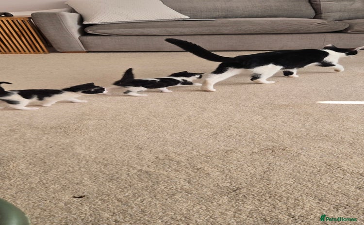 Mixed Breed cats - Advert 8